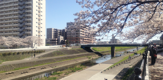 柏尾川の桜並木